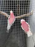 Casal Cacatua Galah macho lutino