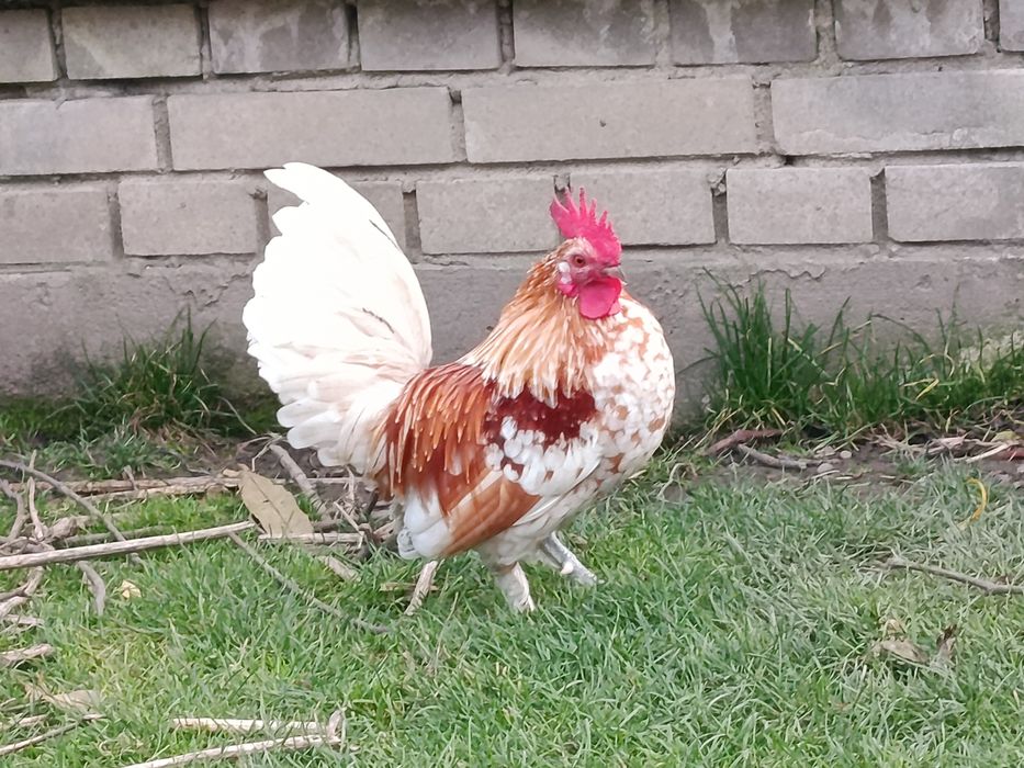 Kogut karzełek liliput