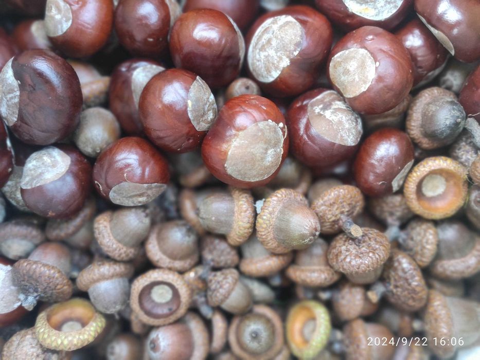 Skup KASZTANÓW i żołędzi 0,7gr za kg
