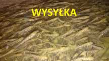 WYSYŁKA narybek pstrąg tęczowy źródlany potokowy hurt detal hodowla