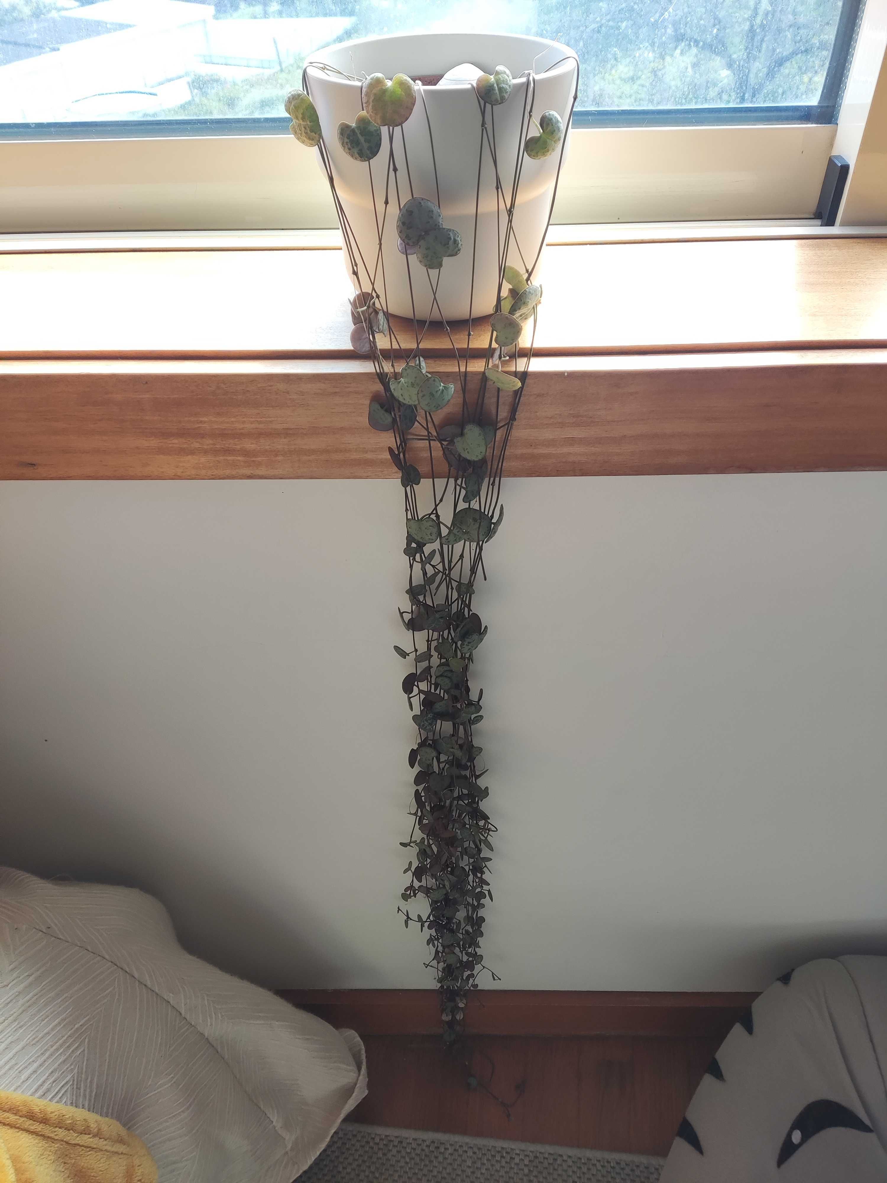 Planta ceropegia corações emaranhados