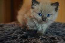 Ragdoll Kotka MINK CZEKOLADA  rodowód międzynarodowy TICA .