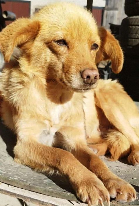 Oddam za darmo, do adopcji, śliczna Misia szuka domu