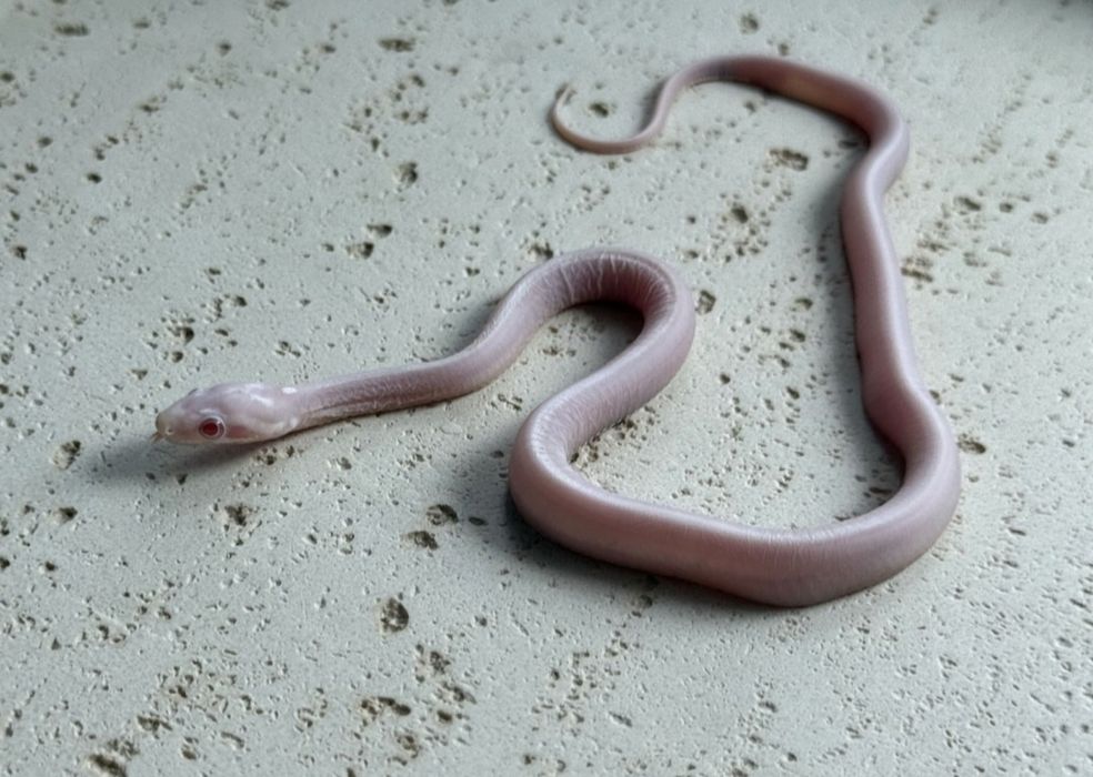 Wąż zbożowy scaleless bez łusek snow tessera