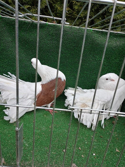 Gołębie pawiki samce