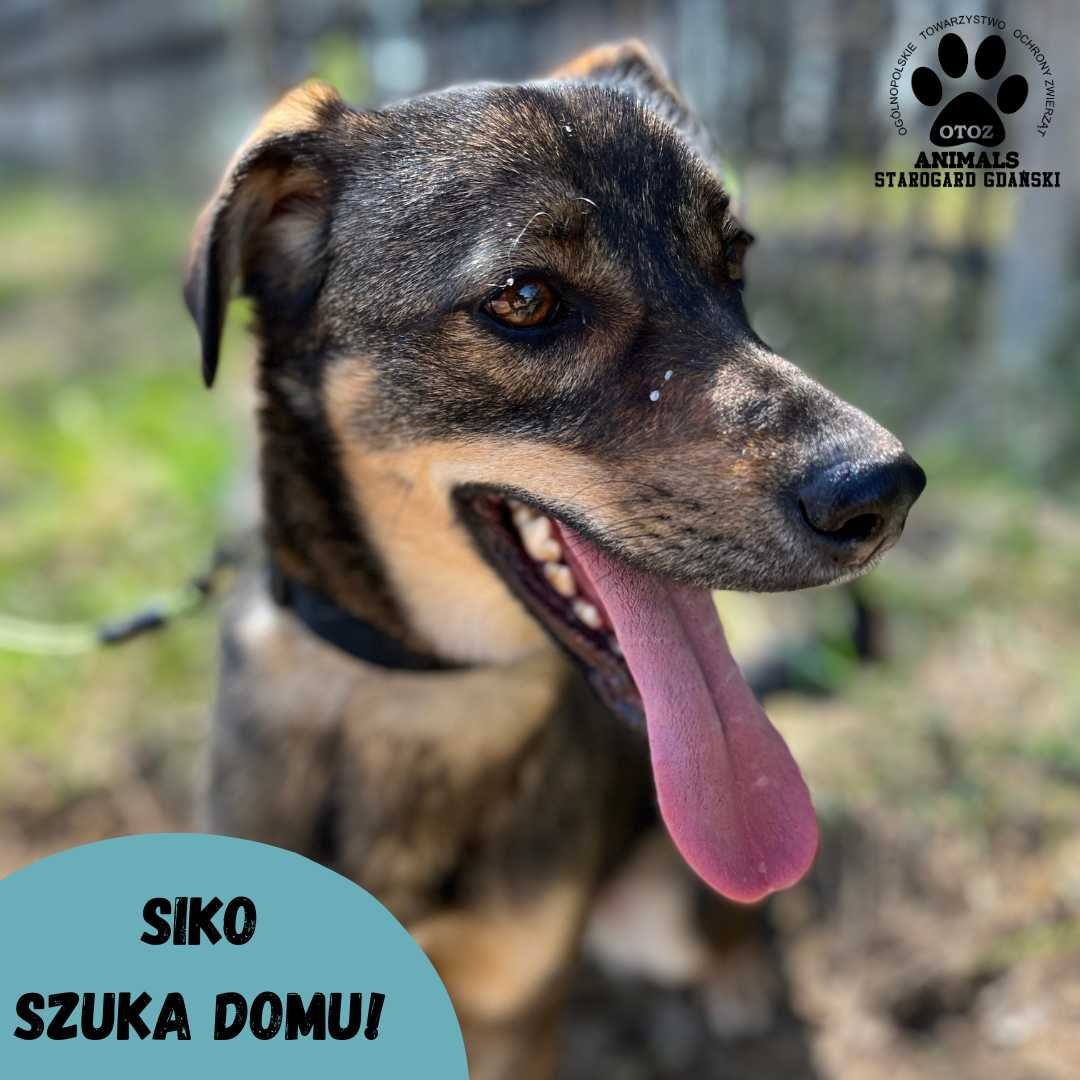 Żywiołowy Siko do adopcji