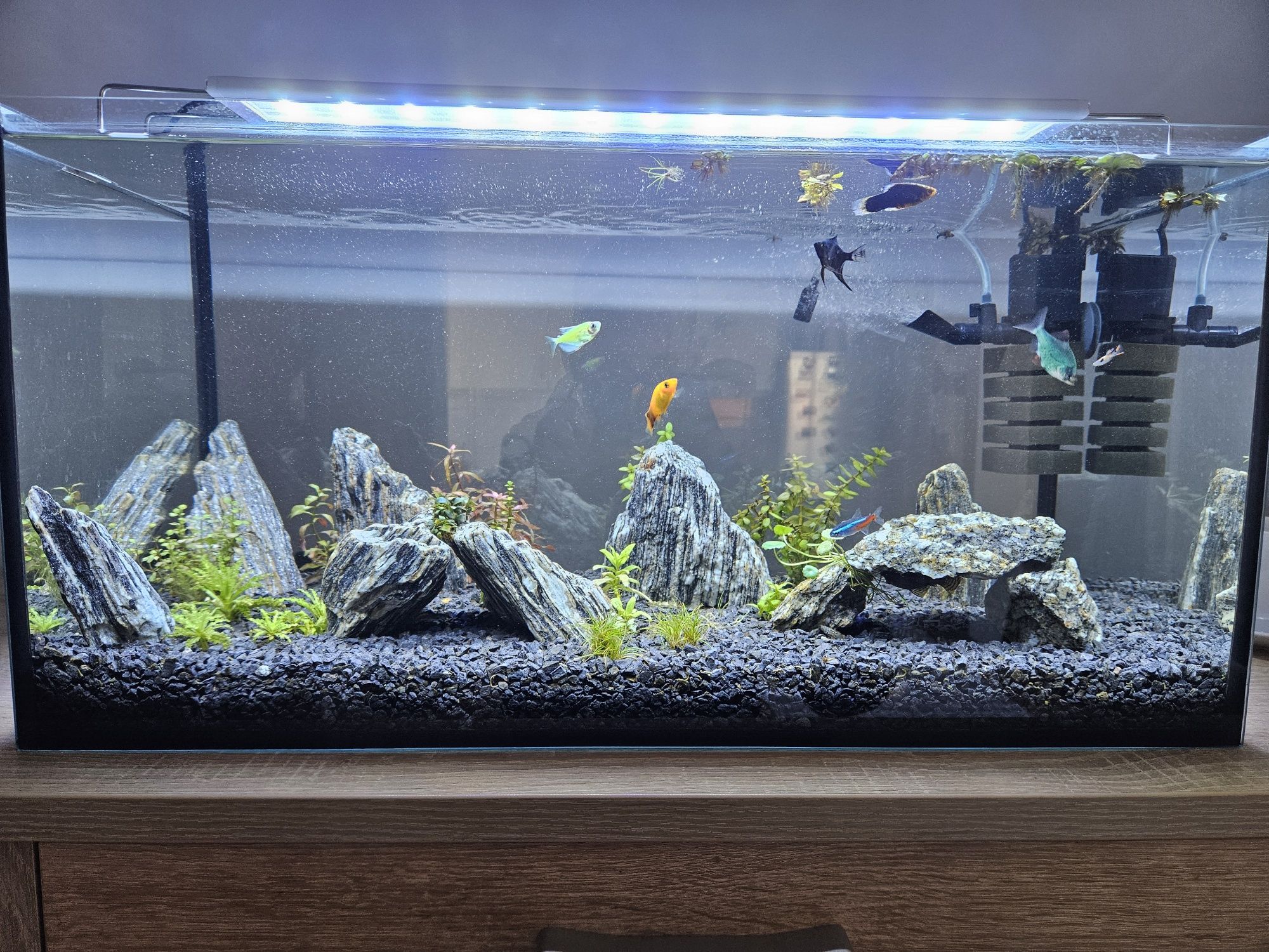 Akwarium 54L cały zestaw