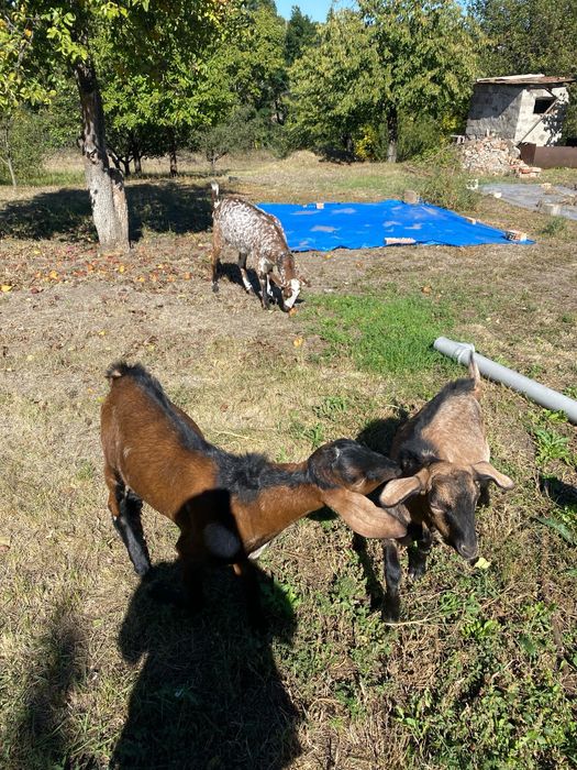 Продам козу з козлами