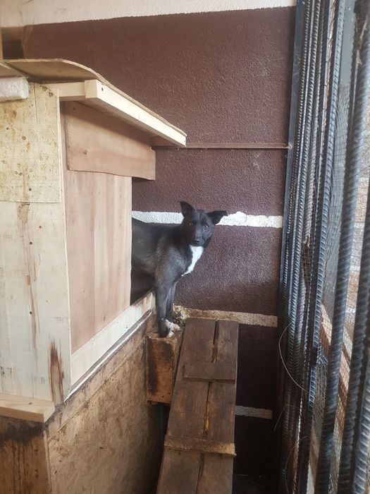 Отдам собачок в сім'ю.