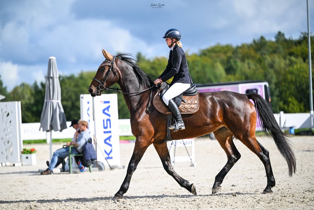 Na sprzedaż przyszłościowa klacz