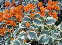 Bugenwilla  Variegata Delta Dawn