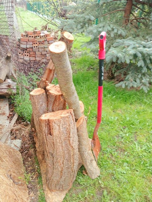 Śliwa drzewo do wędzenia, do wędzarni.