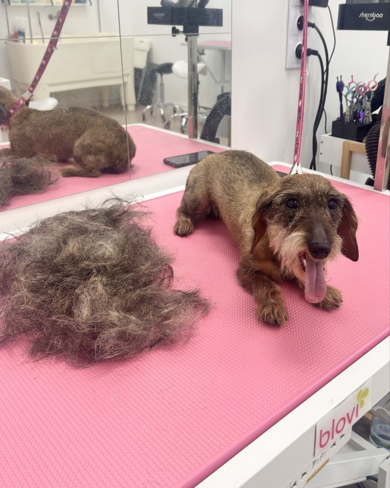 Profesjonalny groomer psi fryzjer strzyżenie psów Ursynów