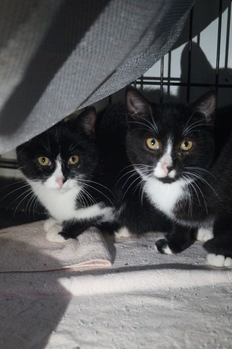 Młode koty szukają nowych domów
