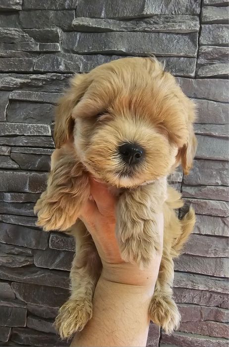 OSTATNI mini maltipoo badania szkolenie rodowód