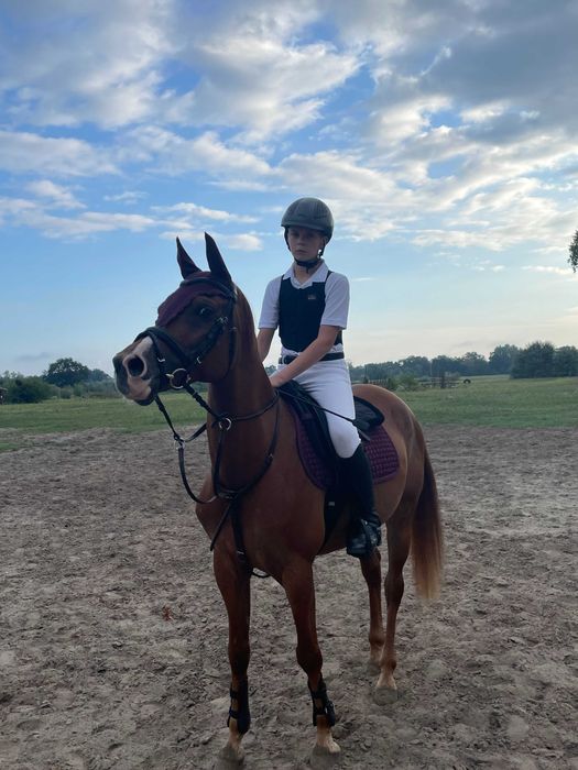 wałach czysta krew arabska