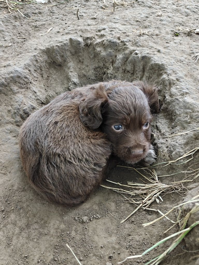 Віддам в добрі руки