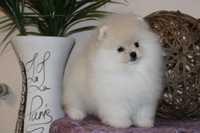 Mini Pomeranian male cream colour FCI/КСУ! Померанський шпіц хлопчик!