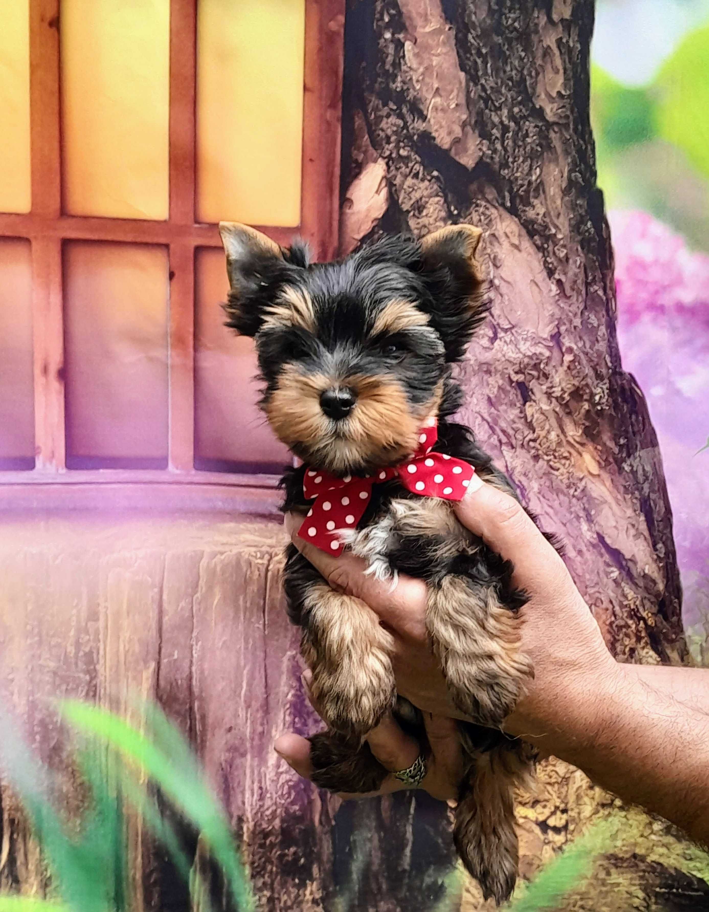 Yorkshire Terrier ZKwP (FCI)  piesek