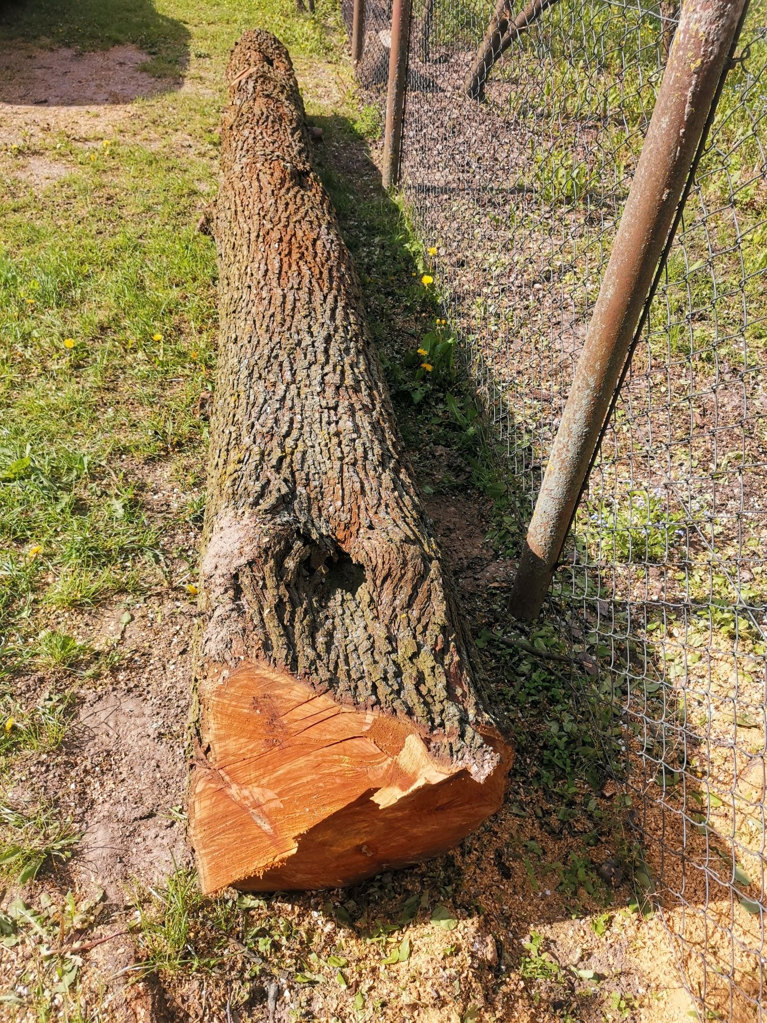 Grusza pień sprzedam