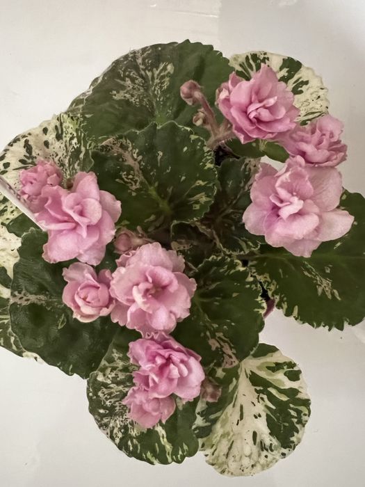 Фиалки, сенполии, листики