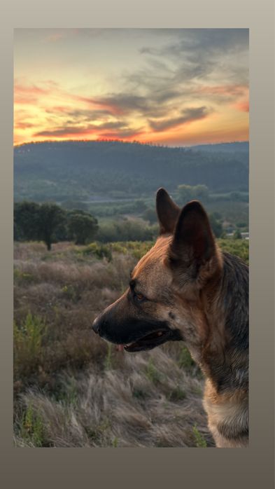 Pastora alemã para adoção