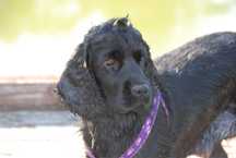 Oddam Suczke Cocker Spaniel Angielski