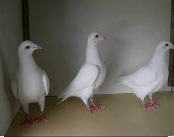 Оренда на свята, весілля