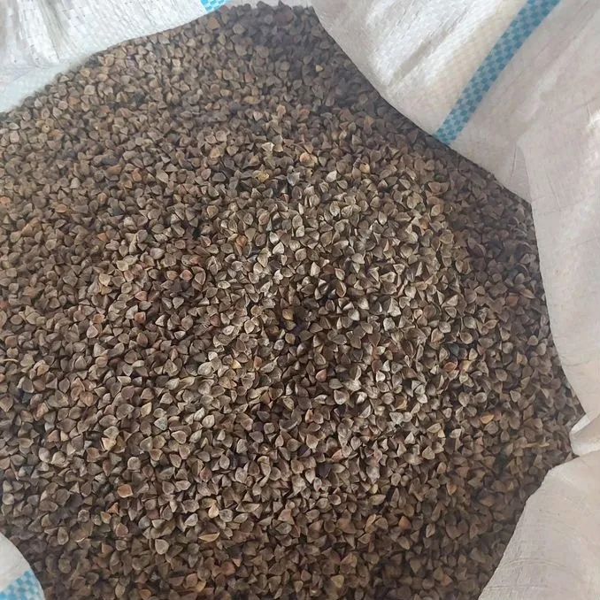 Гречка оптом від виробника, сорт Арно, 1ша репродукція