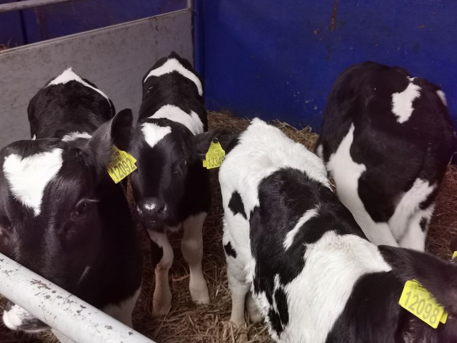 Cielaki Byczki tanio