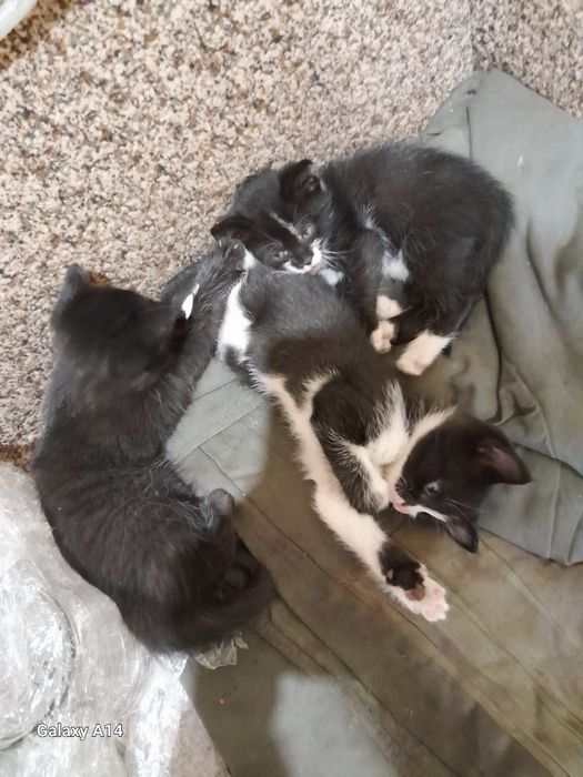 Отдам котят в хорошие руки