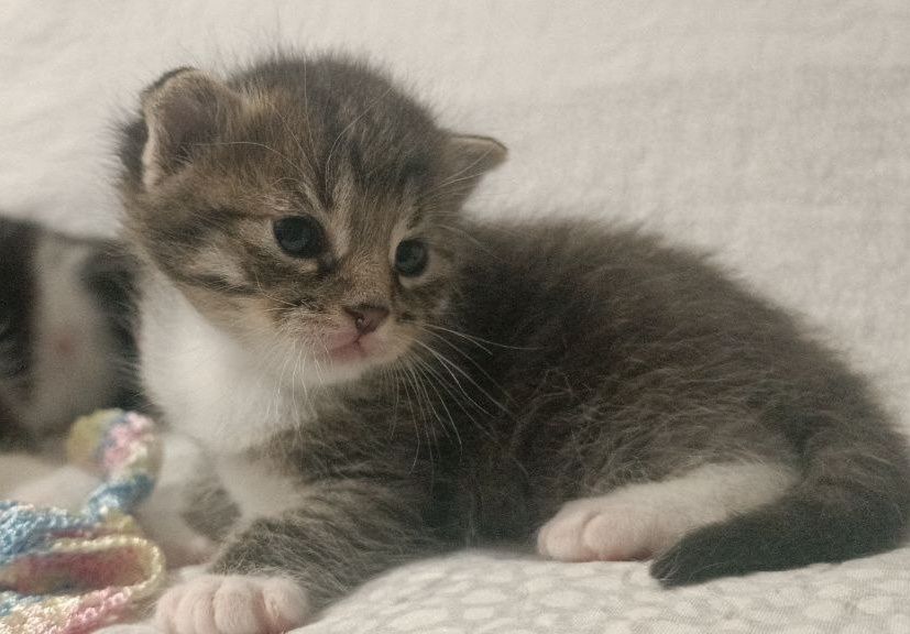 Віддам кошенят в хороші руки