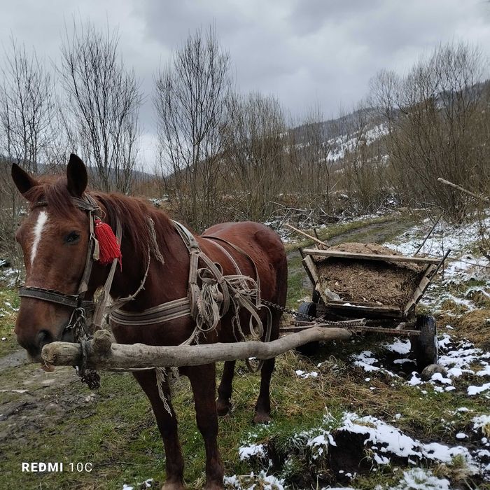 Продам коня 45 тисяч