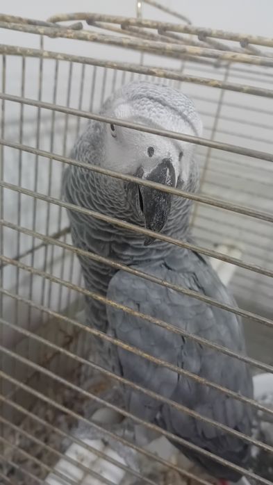 Papagaia de rabo vermelho