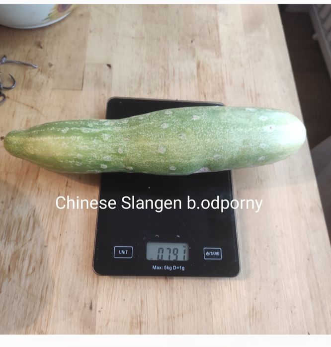 Ogórek Mirabelle , Gruzin,10szt  i inne