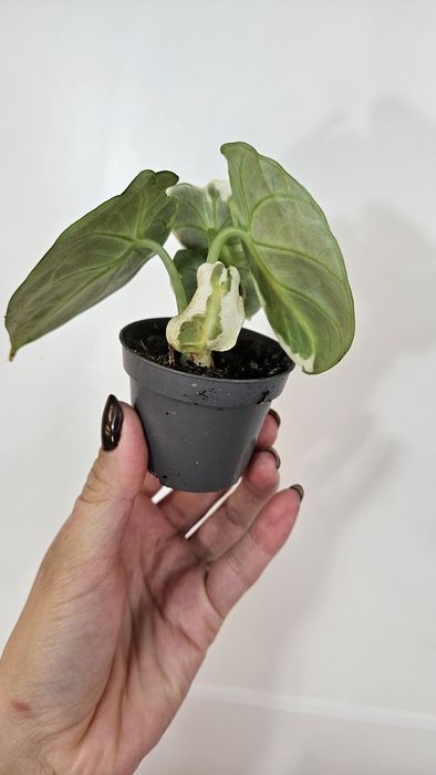 Alocasia ninja variegata alocasia