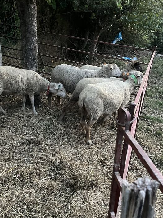 3 borregas para venda