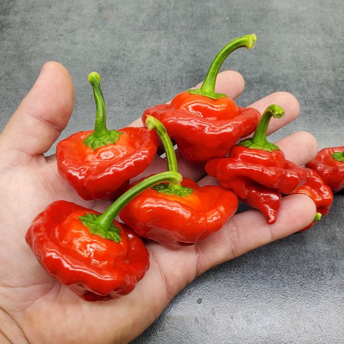 Насіння гострого перцю (Carolina Reaper, Habanero, Jalapeno та інші)