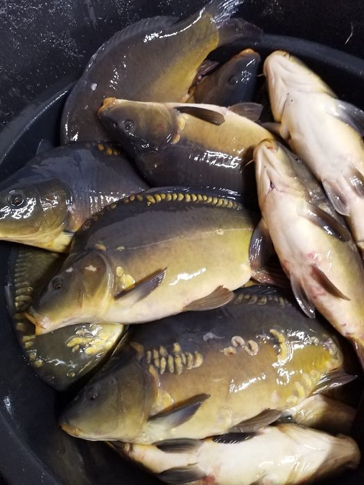 Karp handlowy.1,5/3kg