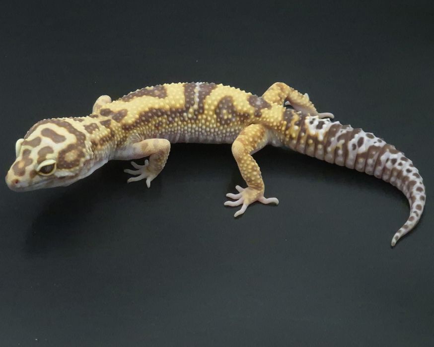 Gekony lamparcie / Eublefary lamparcie