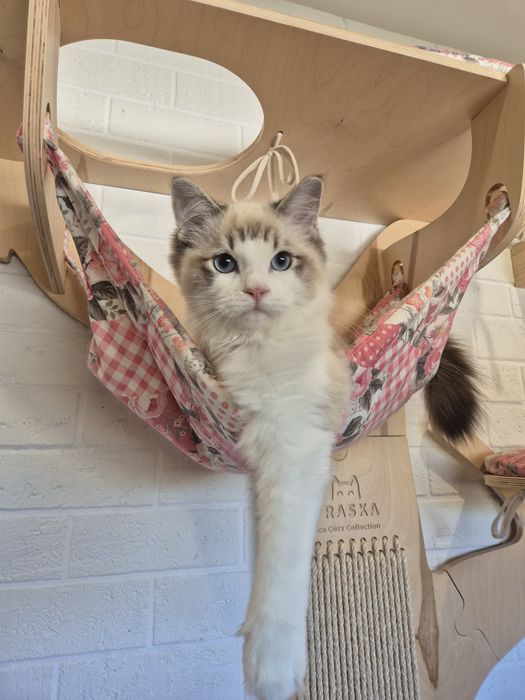 Zarezerwowany Kot Ragdoll Lucky Blue Candy Pl Warszawa FPL Gotowy do