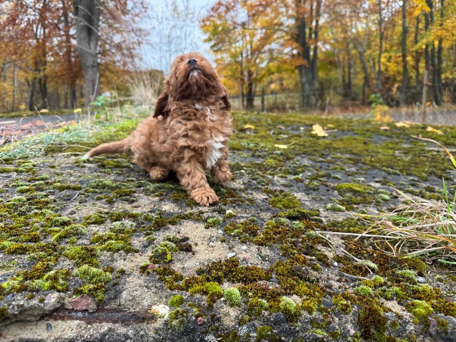cavapoo szczeniak suczka