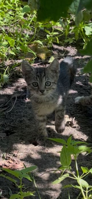Кошеня в добрі руки