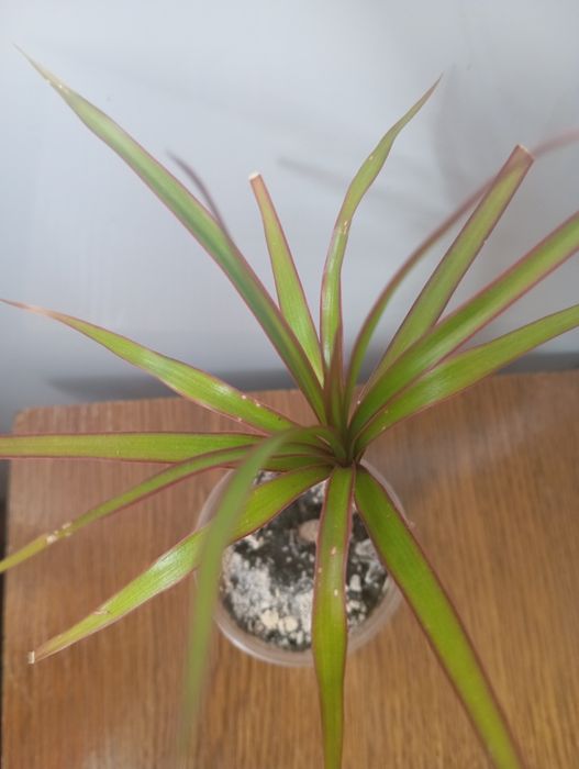 Кімнатні рослини