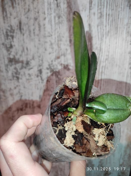 Орхидея фаленопсис Rotterdam Роттердам