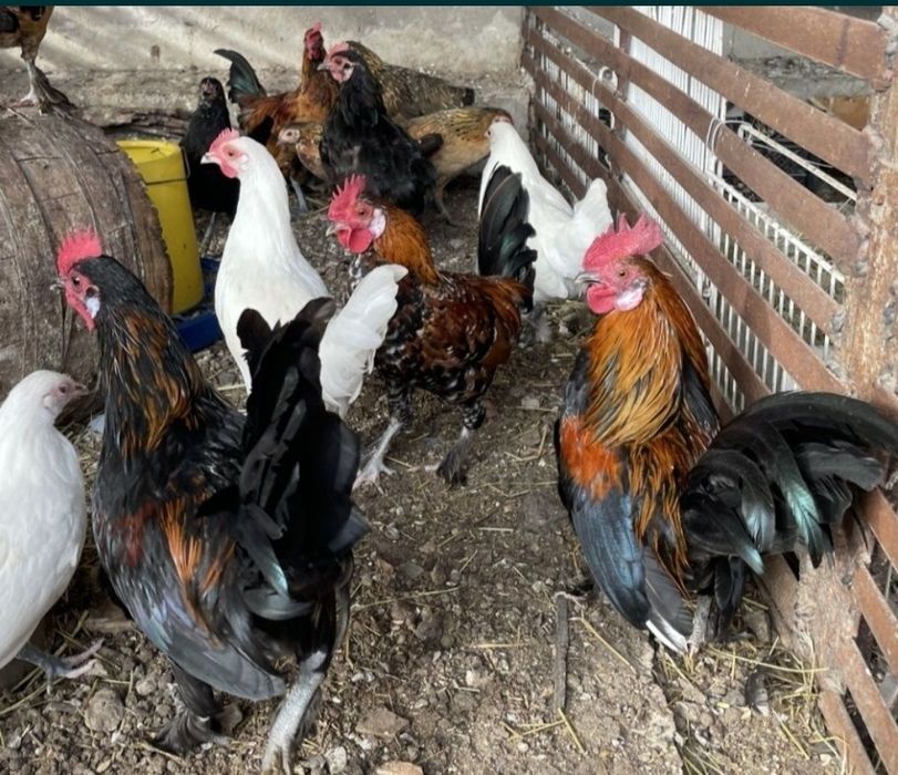 Продаю петухов породы бентамка,.