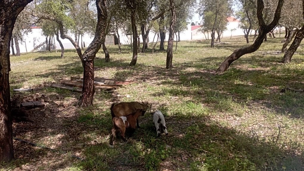 Cabras anas, muito bonitas