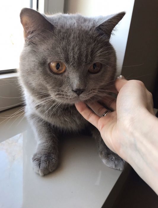 Британский прямоухий кот ВЯЗКА / Британський прямоухий кіт В'ЯЗКА