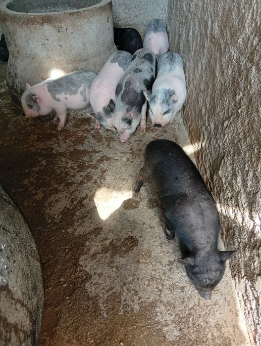 Porcos Vietnamitas para venda