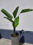 Estrelicia Branca, Estrelícia gigante ou Strelitzia augusta nicolai